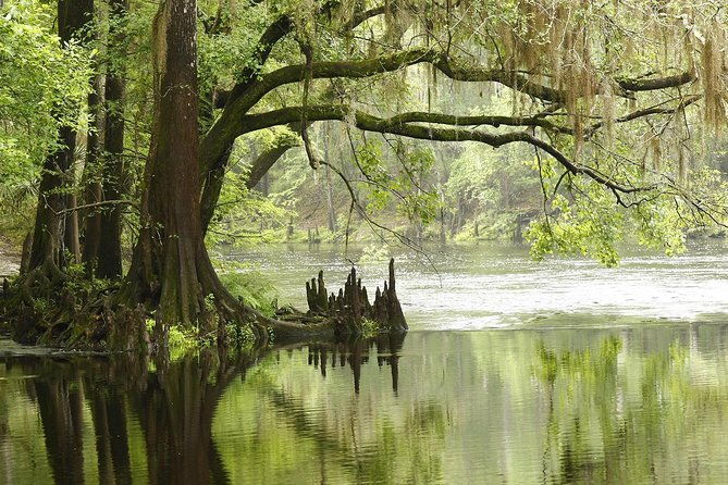 miami-everglades-airboat-gator-wildlife-show-with-roundtrip-bus-2