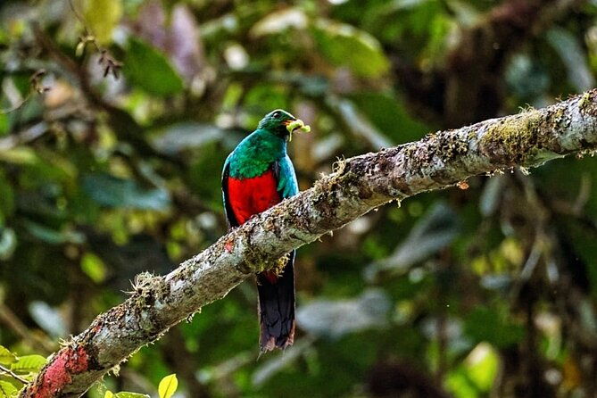 mindo-cloud-forest-private-tour-birdwatching-birds-nature