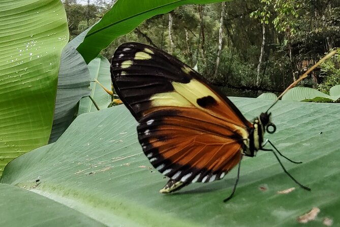 mindo-tour-with-traditional-breakfast-at-hummingbirds-sanctuary