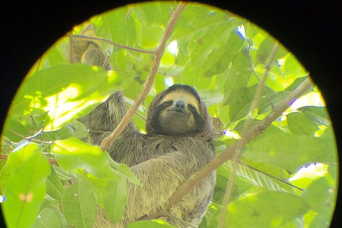 monkey-and-sloth-jungle-habitat-panama-tour