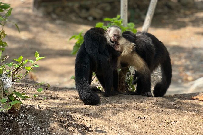 monkey-crocodile-sloths-beach-experience
