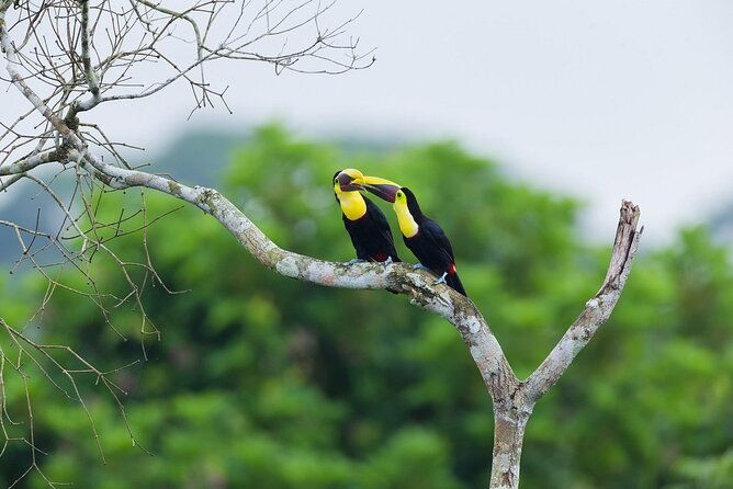 monkey-watch-and-gatun-lake-wildlife-safari-tour