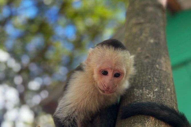monkeys-and-sloths-in-their-natural-habitat-roatan-eco-tour