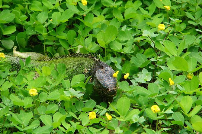 mono-island-and-panama-canal-trail-tour