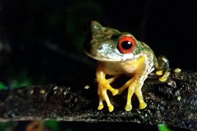 monteverde-birdwatching-and-wildlife-tour-full-day