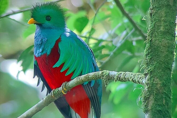 monteverde-cloud-forest-nature-tour