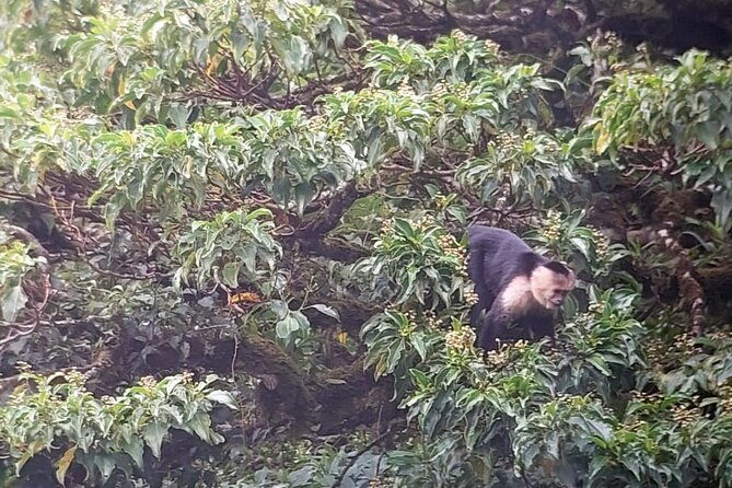monteverde-cloud-forest-tour
