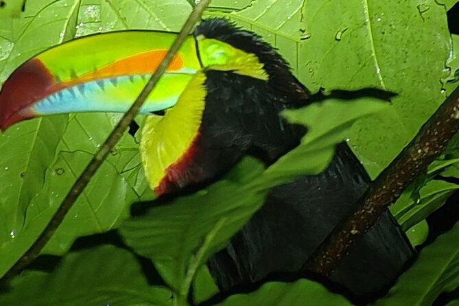 monteverde-night-tour-unique-experience