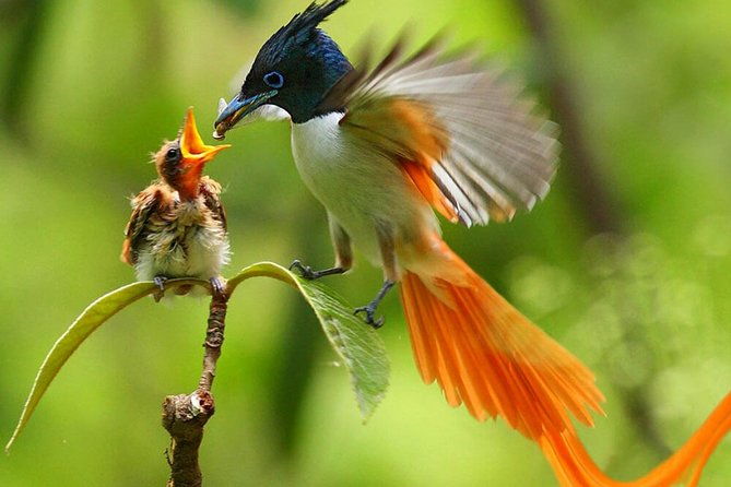 muthurajawela-bird-watching-tour-from-colombo-negombo-2