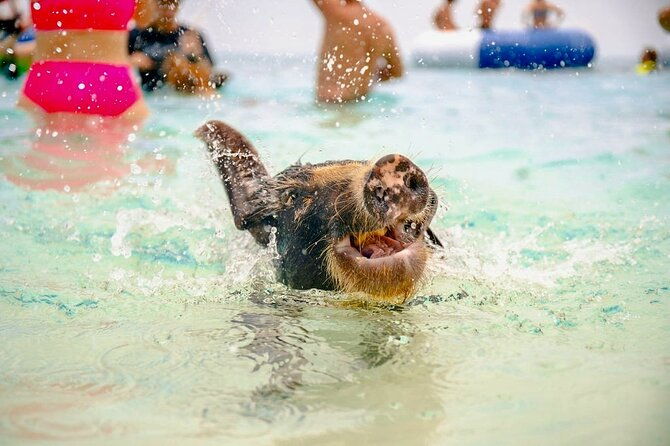 nassau-swimming-pigs-of-rose-island-express-water-taxi
