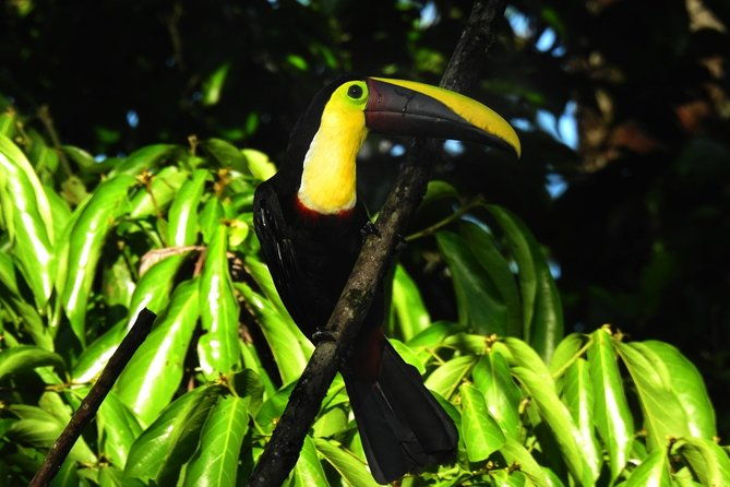 nature-hike-in-la-fortuna
