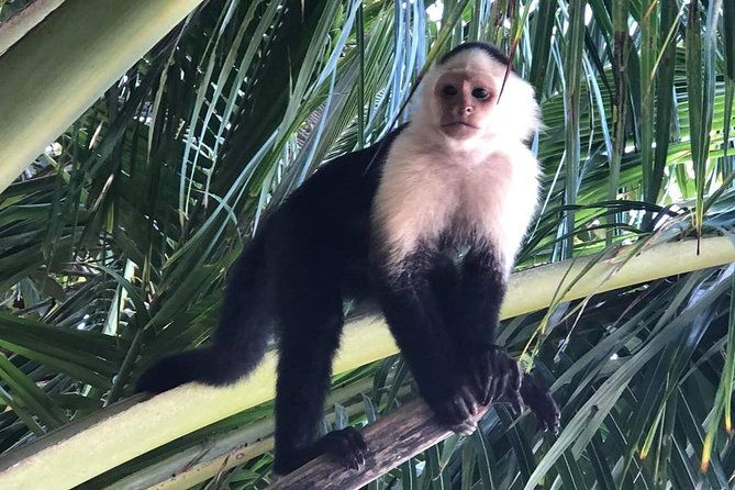 nature-history-tour-tortuguero-canal-cahuita-national-park-shore-excursion