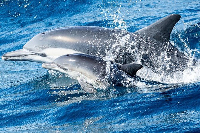 newport-beach-whale-and-dolphin-watching-cruise