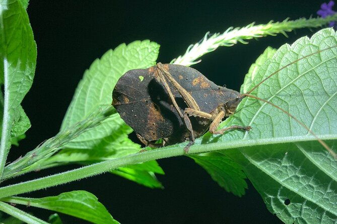 night-adventures-in-monteverde