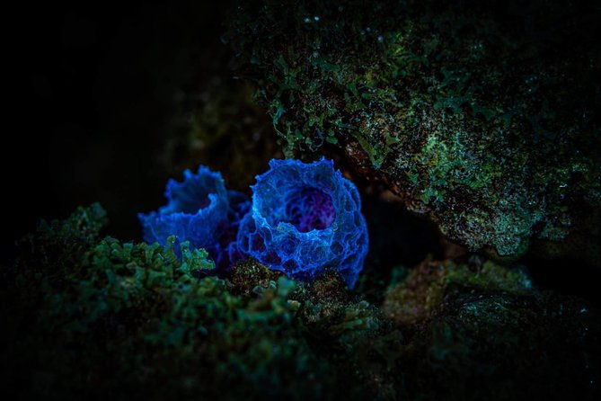 night-shore-diving-mangel-halto-aruba-for-certified-divers