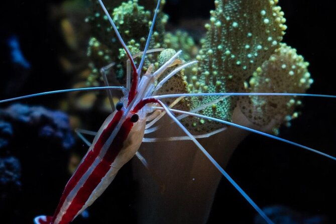 night-time-snorkel-at-turtletown-with-stars-lights-and-photos