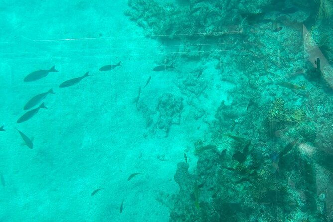 night-tour-glass-bottom-boat-in-islamorada