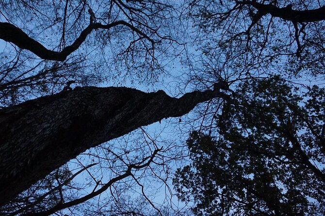 night-tour-in-hoia-baciu-forest