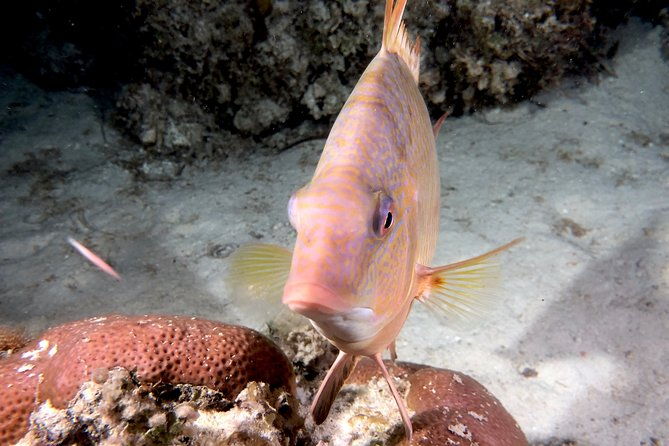 no-experience-required-to-discover-scuba-in-florida