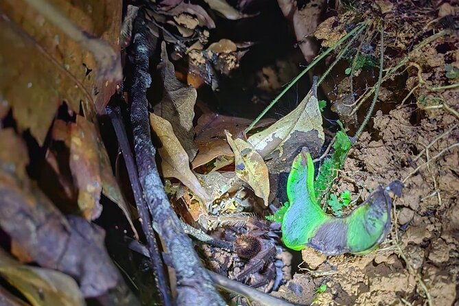 nocturnal-tour-in-manzanillo-refuge