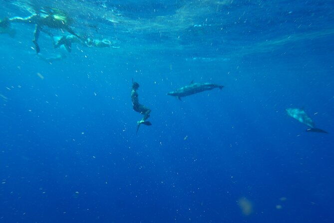 oahu-swimming-with-dolphins-speedboat-adventure