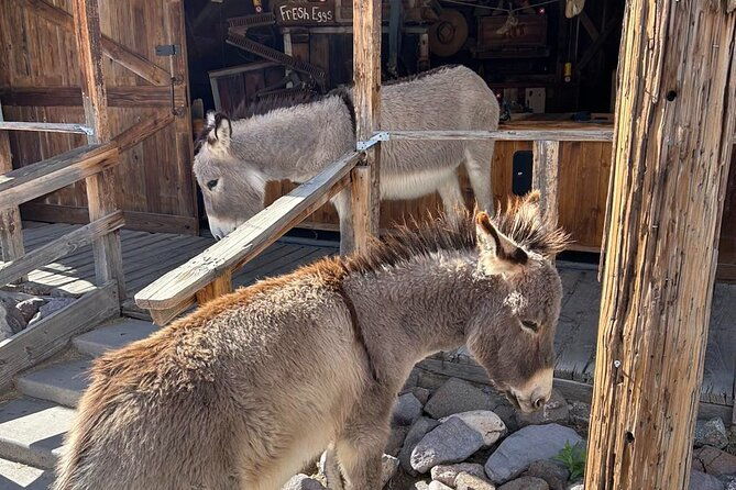 oatman-old-western-town-rt66-museum-black-mountain-scenic-drive
