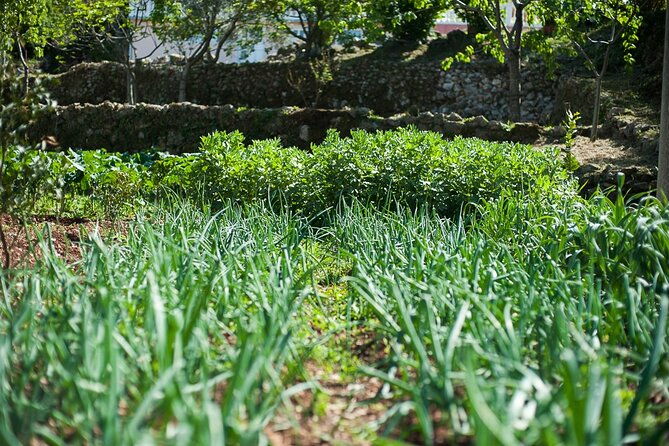olive-oil-farm-to-fork-experience-short-walking-tour-of-kotor