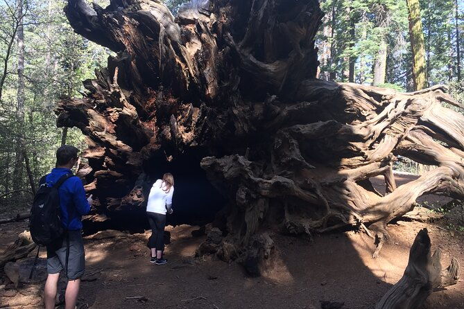 one-day-in-yosemite-private-touryosemite-valley-glacier-point-giant-sequoias-2