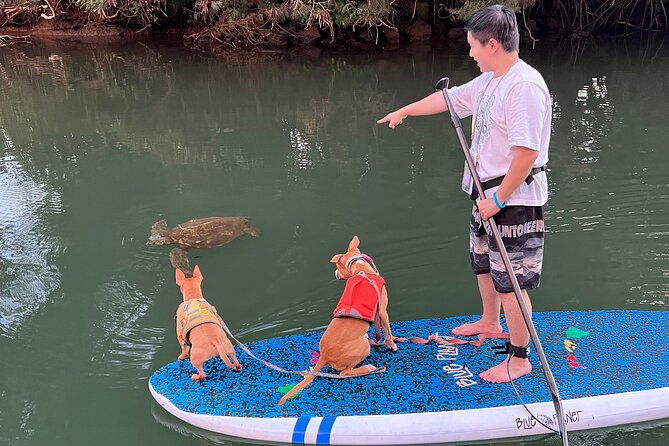paddle-board-haleiwa-with-rescue-dogs
