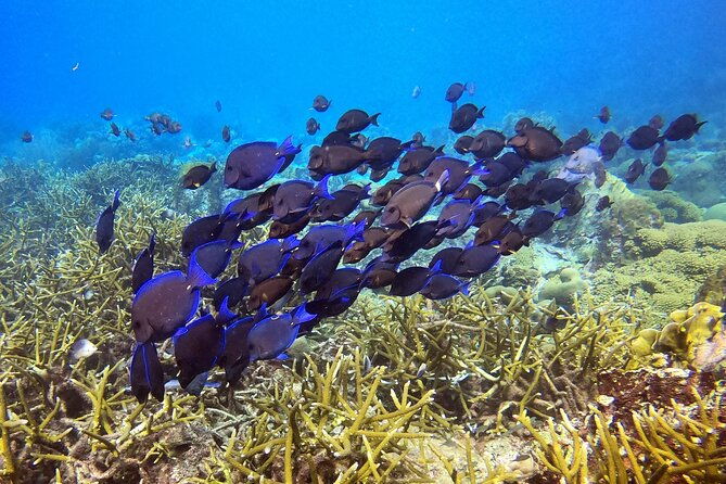 padi-discover-scuba-dive