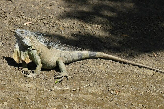 palo-verde-national-park-safari-boat-tour