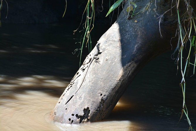 palo-verde-wildlife-tour-from-playa-hermosa-coco-beach