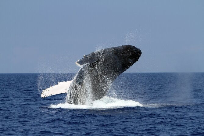 pelagic-wildlife-excursion