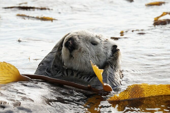premier-whale-watching-and-wildlife-tour