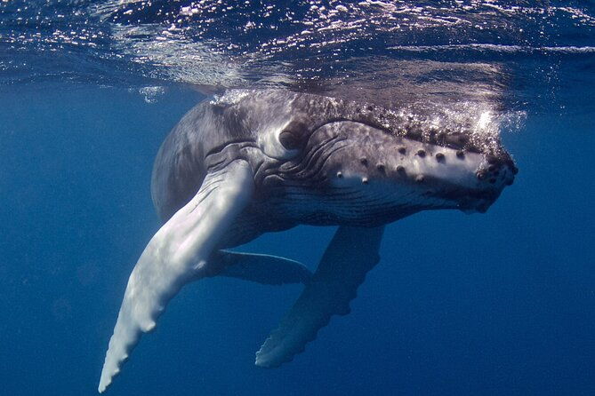 premium-afternoon-scuba-charter-for-all-certified-diver-levels