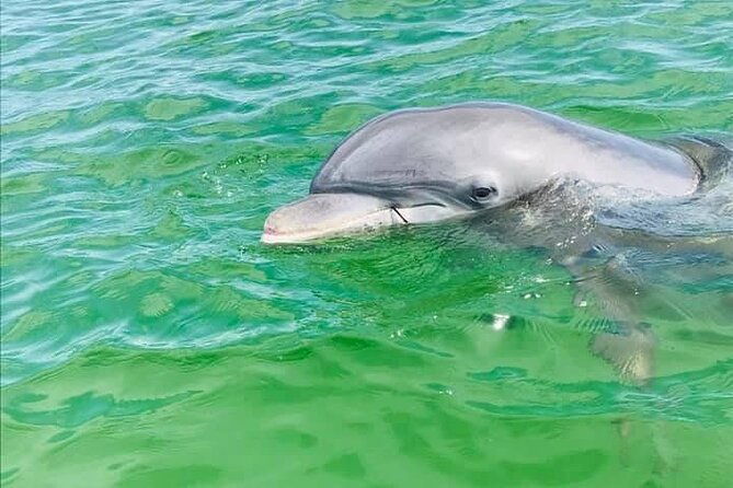 private-3-hour-powerboat-dolphin-cruise-with-remote-beach-stop-up-to-6-guests