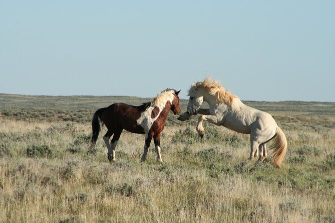 private-4-hour-red-canyon-wild-mustang-air-conditioned-van-tours