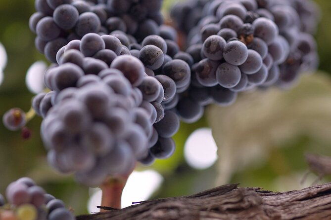 private-all-inclusive-santa-ynez-wine-tour-from-santa-barbara-2