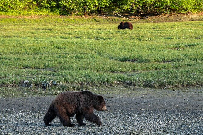 private-bear-viewing-by-seaplane
