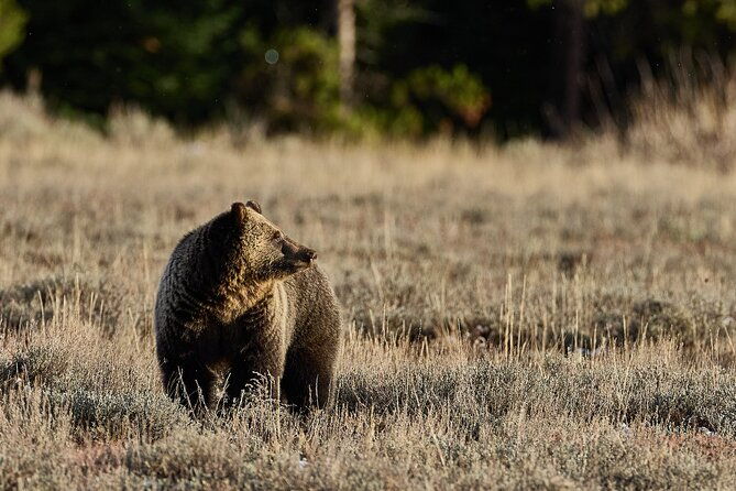 private-bespoke-yellowstone-photography-safari-half-day