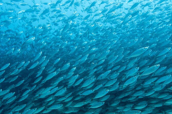 private-big-island-snorkeling