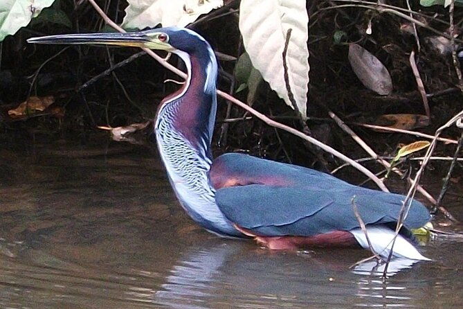 private-birdwatching-tour-and-photography