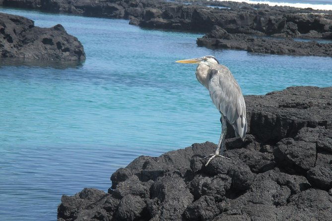 private-charles-darwin-station-tour-tortuga-bay-beach-with-lunch