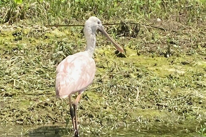 private-crystal-river-wildlife-boat-tour