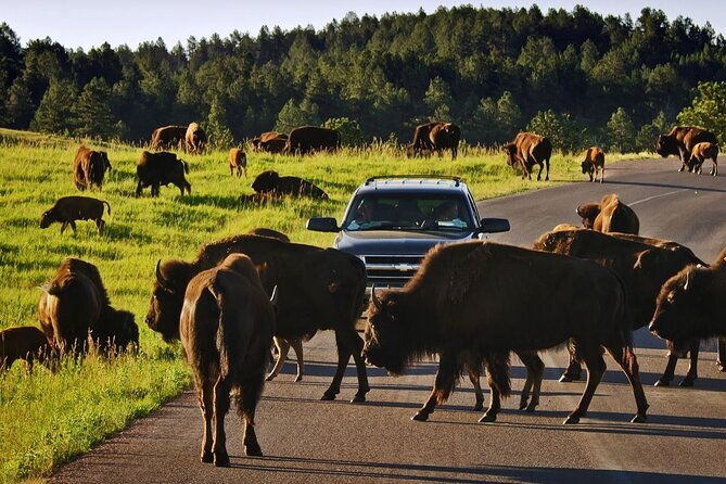 private-custer-state-park-safari-and-hiking-tour