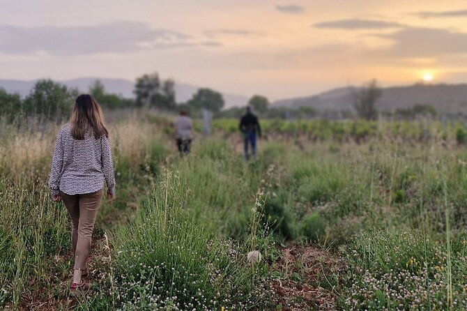 private-dinner-in-a-unesco-protected-family-field-near-stari-grad
