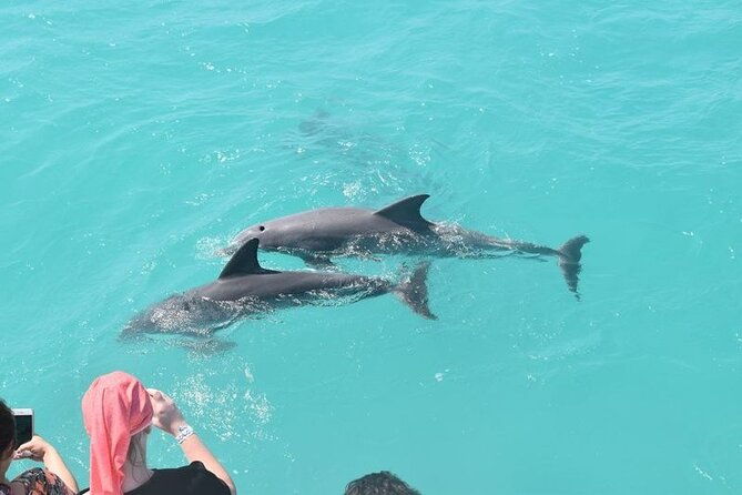 private-dolphin-playground-safari