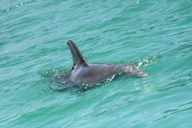 private-dolphin-spotting-thrill-ride-in-destin