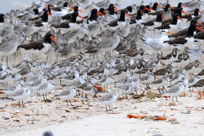 private-everglades-national-park-photography-birding-and-wildlife-safari-2