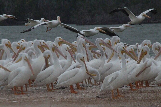 private-everglades-national-park-photography-birding-and-wildlife-safari